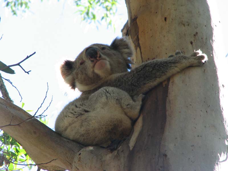 Koala
